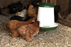 Blenheim Indoor Poultry feeder