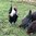 6 Mixed Large Fowl Hatching Eggs