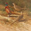 Eco Frendly Greeting Card Pheasants