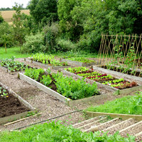 Grow Your Own - Veg plants & Seeds