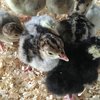 6 Fresh Mixed Turkey Hatching Eggs