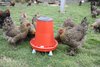 12kg Bec Red Eco Poultry Feeder with black lid