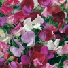 Sweet-peas - Scented Spencer Mix - 11cm Pots