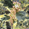 English Holly Ilex aquifolium 'Ferox Argentea'