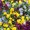 Scented Viola - 9cm pots - Mixed Colours