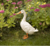Large White Duck - 39cm tall