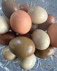 6 Mixed Olive & Blue/Green Hatching Eggs